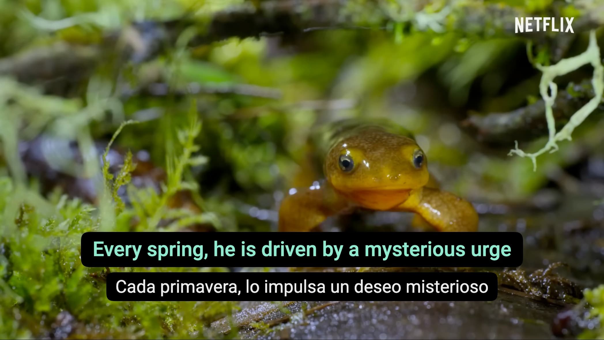 DoubleSubs mostrando dos pistas de subtítulos a la vez sobre un documental de naturaleza
