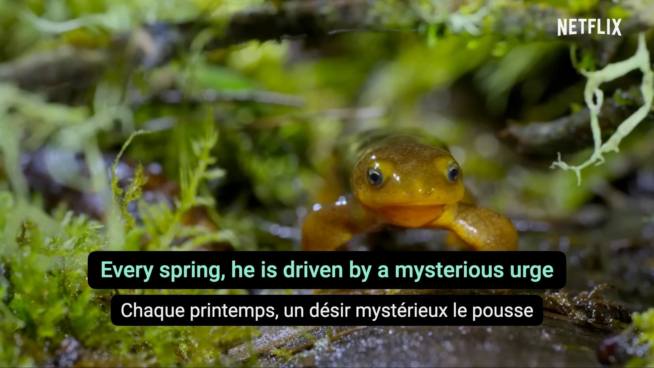 DoubleSubs affichant deux pistes de sous-titres à la fois sur un documentaire animalier