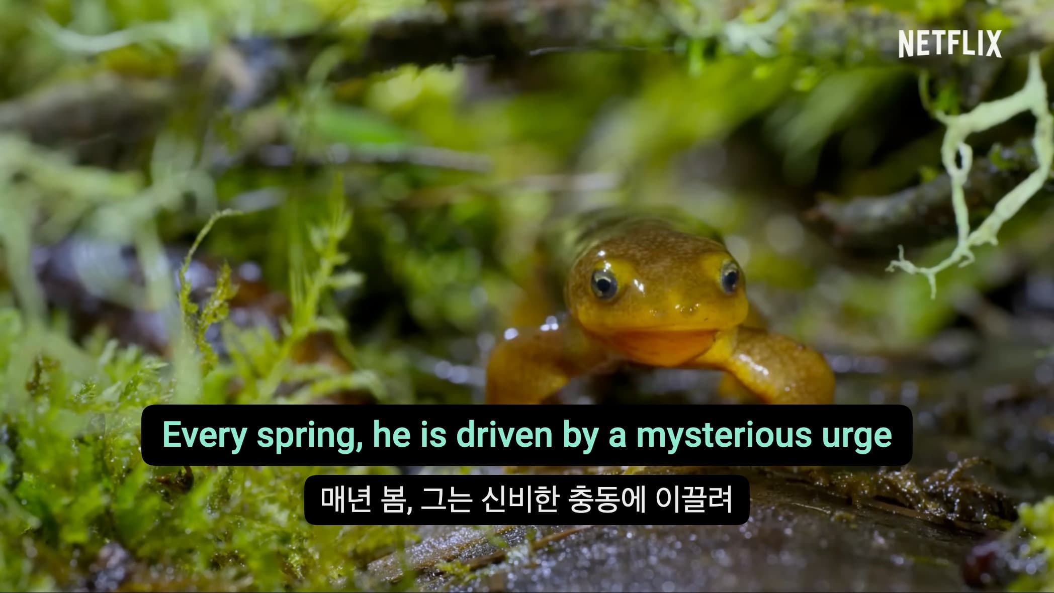 자연 다큐멘터리 위에 두 줄의 자막을 동시에 보여 주는 DoubleSubs