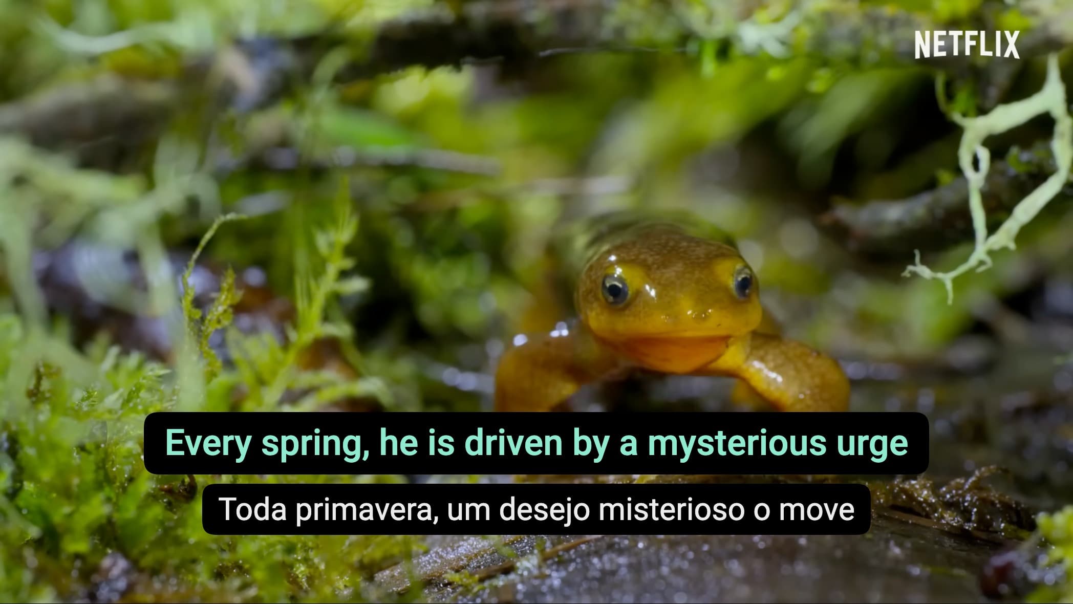 O DoubleSubs mostrando duas faixas de legenda ao mesmo tempo em um documentário sobre natureza
